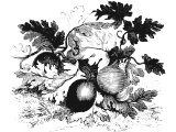 Colocynth - a very poisenous gourd, perhaps put in the pot by Elisha`s disciple (2K.4.38-41)